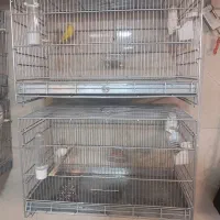 قناری نر و ماده|پرنده|اندیشه, اندیشه فاز ۳|دیوار