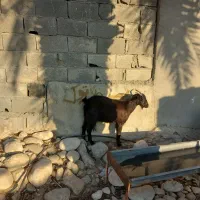 بزمحلی|حیوانات مزرعه|بندر کنگان, |دیوار