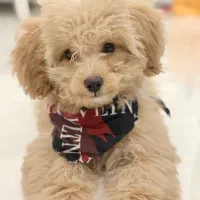 پودل نر عروسکی (توی)