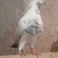 کبوتر رفتنی