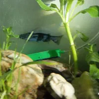 ماهی و آکواریوم