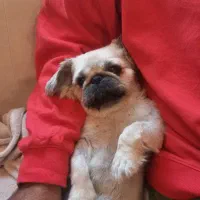 امپریال پیکینیز|سگ|نطنز, |دیوار