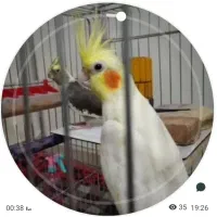 عروس هلندی گمشده (+مژدگانی)|حیوانات|اهر, |دیوار