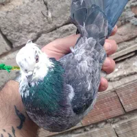 کبوترماده آغ باش گزیب اوینیان