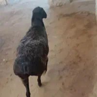 دام های پروار شده ، کوهستانی|حیوانات مزرعه|کرج, فاز ۲ مهرشهر|دیوار