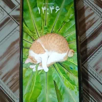 پوکو C71|موبایل|کنگاور, |دیوار
