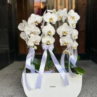 گل و گل ارایی|خدمات پذیرایی، مراسم|تهران, قیطریه|دیوار