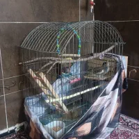 یک جفت عروس هلندی