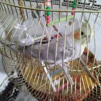 معاوضه عروس هلندی با سهره|پرنده|کرمانشاه, |دیوار