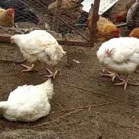 مرغ سبز ارگانیک