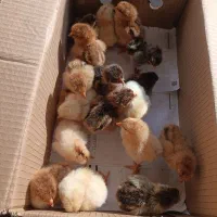 جوجه گلپایگان یک روزه بدون تلفات تضمینی|حیوانات مزرعه|ماسال, |دیوار