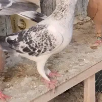 کفتر جفت نر و ماده شامی مگس کاکل