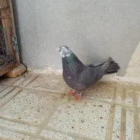 نر و ماده سرکه ای عتیقه|پرنده|فارسان, |دیوار