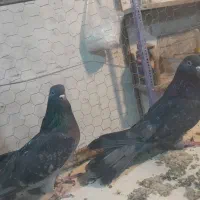 کبوتر|پرنده|شهرکرد, |دیوار