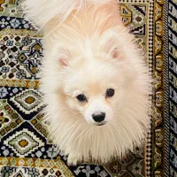 سگ پامر روباهی