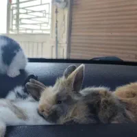 خرگوش لوپ دوماهه