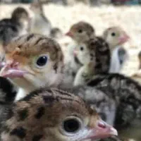 جوجه بوقلمون