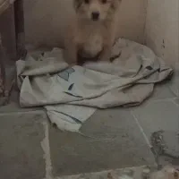 پیدا شده سگ پامر