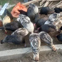 فروش بوقلمون ماده