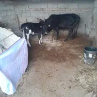 گاو محلی دورگ با ۴ کیلو شیر پر چرب وبا گوساله نر|حیوانات مزرعه|آق قلا, |دیوار