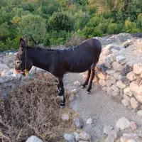 الاغ .خر|حیوانات مزرعه|بختگان, |دیوار