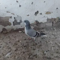 کبوتر بدرنگ ماده وخوشرنگ ماده به شرط|پرنده|دشتابی, |دیوار