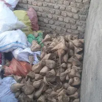 چغندر برای خوراک دام تازه|حیوانات مزرعه|بروجرد, |دیوار