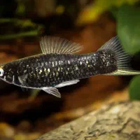 دمشمشیری|ماهی|سلماس, |دیوار