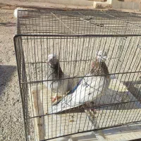 فروش کبوتر|پرنده|دهق, |دیوار