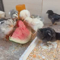 جوجه برهما غوول