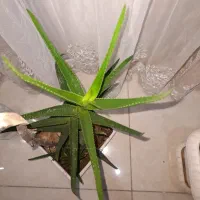 گیاه شاخ بزی|گل و گیاه طبیعی|تهران, مشیریه|دیوار