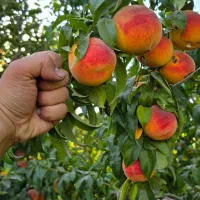 نهال هلو با کیفیت بهترین انتخاب|خدمات باغبانی و درختکاری|بوئین زهرا, |دیوار