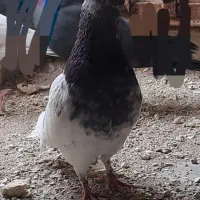 کبوتر