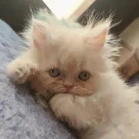 پرشین ماده|گربه|تهران, آهنگ|دیوار