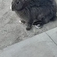 سلام خرگوش نر فروشی|موش و خرگوش|رفسنجان, |دیوار