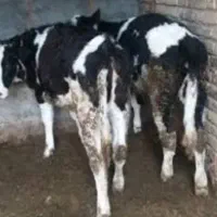 خرید و فروش گاو گوساله گوسفند گاومیش|حیوانات مزرعه|هیر, |دیوار