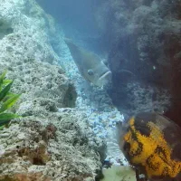 فروش اکواریوم با لوازم و کمد|ماهی|تهران, زعفرانیه|دیوار