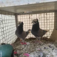 کبوتر شازده سبز عالی|پرنده|تهران, کیانشهر|دیوار