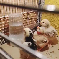 جوجه گلین....