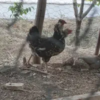مرغ گلین چهل تاج کاکل ریشی