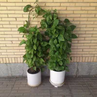 گل  پتوس  چماقدار