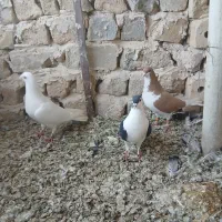 کفتر|پرنده|تربت‌حیدریه, کاشانی|دیوار