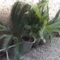 فروش یوکاوسیکاس وکاج|گل و گیاه طبیعی|سرخرود, |دیوار