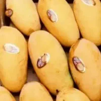 انبه تازه گوشتی تازه رسیده ازبندر