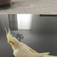 جوجه عروس هلندی