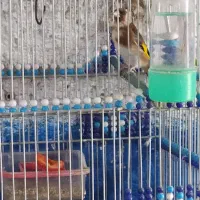 سهره 2ساله|پرنده|اصفهان, بوستان ناژوان|دیوار