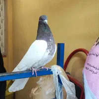 کبوتر نر اماده