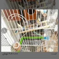 جفت عروس مولد.فوری|پرنده|شیراز, آبیاری|دیوار