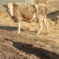 گاوسمینتال شیری شکم اول باگوساله سمینتال|حیوانات مزرعه|تبریز, |دیوار
