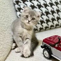 گربه اسکاتیش